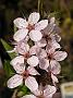 Prunus spinosa Purpurea2